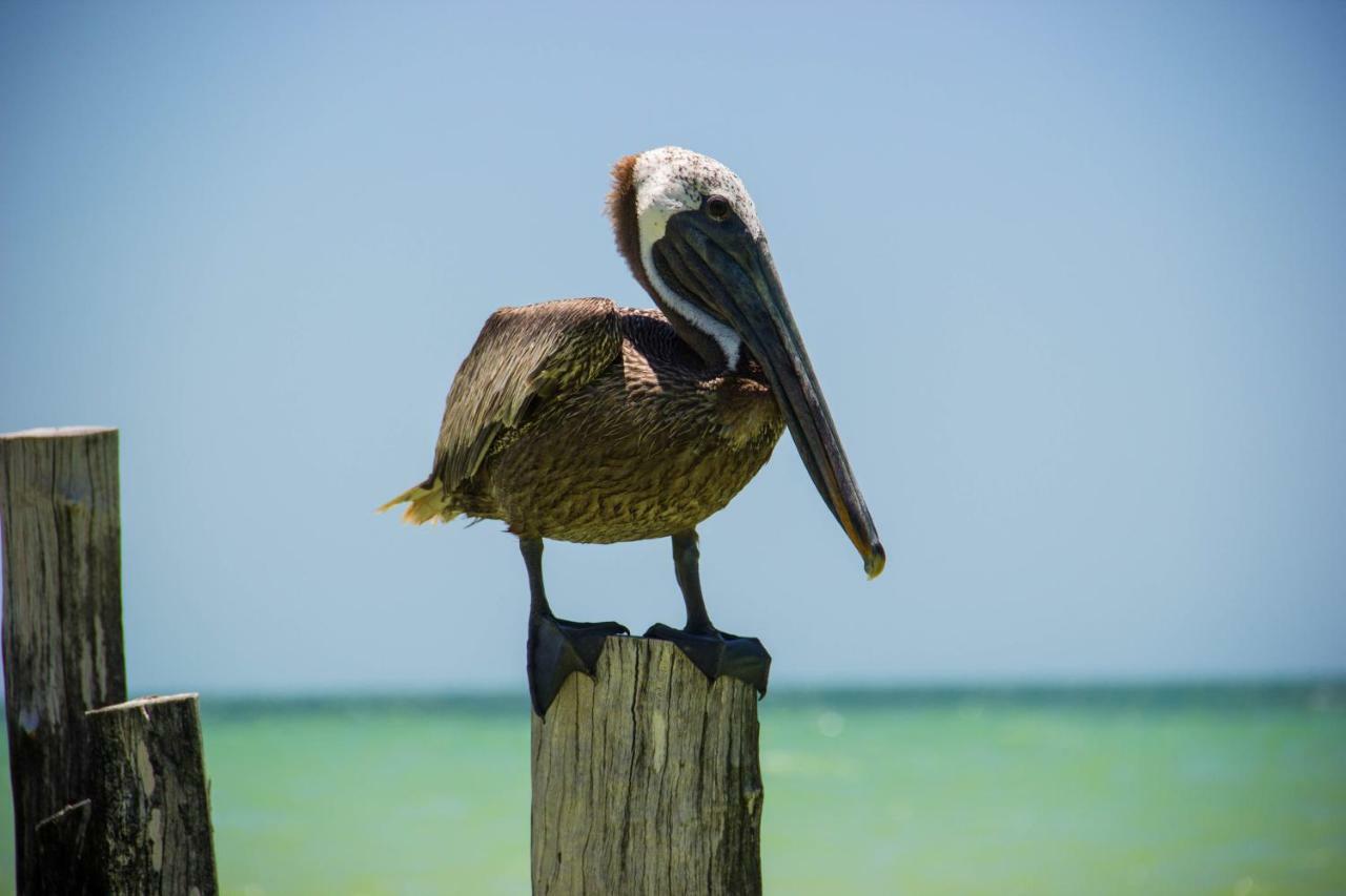 Golden Paradise Beach Hotel Isla Holbox Exterior photo